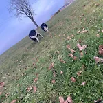 Cilli شقة
