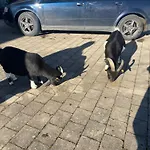 شقة Cilli *
